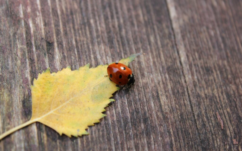 Vibrant Ladybug on Yellow Leaf: Serene Autumn Wallpaper Background