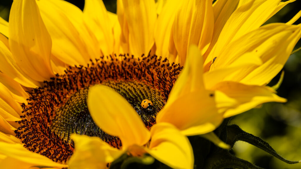Vibrant Ladybug on Yellow Sunflower: Intricate Macro Wallpaper