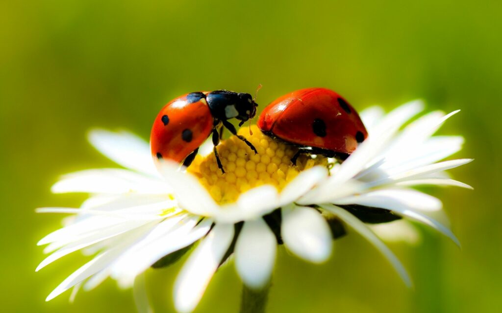 Vibrant Ladybugs on Daisy: Stunning Wallpaper Background