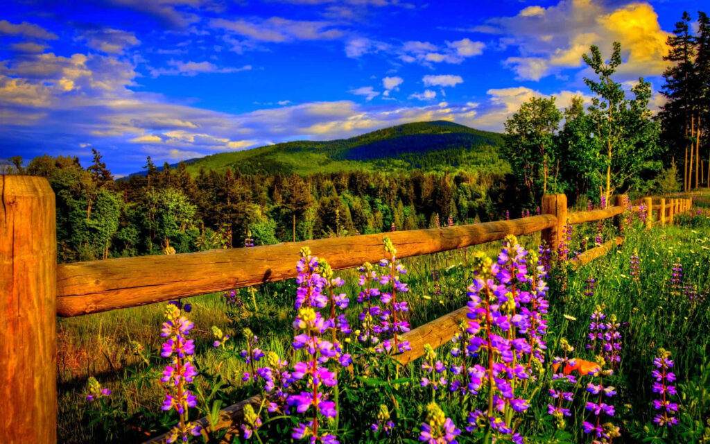 Idyllic Landscape with Rustic Fence & Lush Purple Flowers Wallpaper