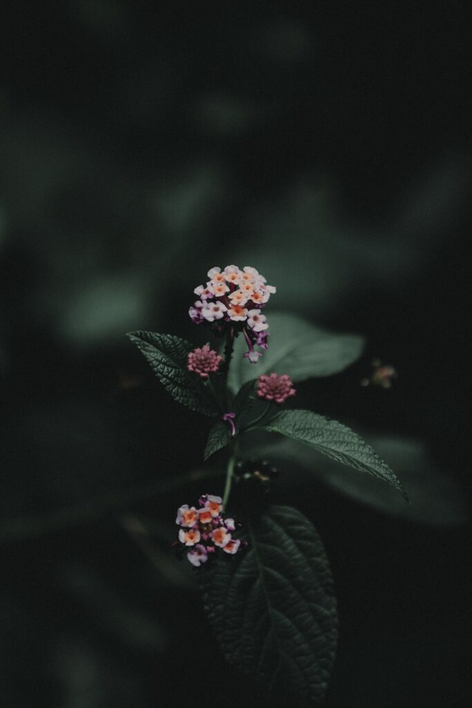 Vibrant Lantana Camara Wallpaper: Captivating Floral Background