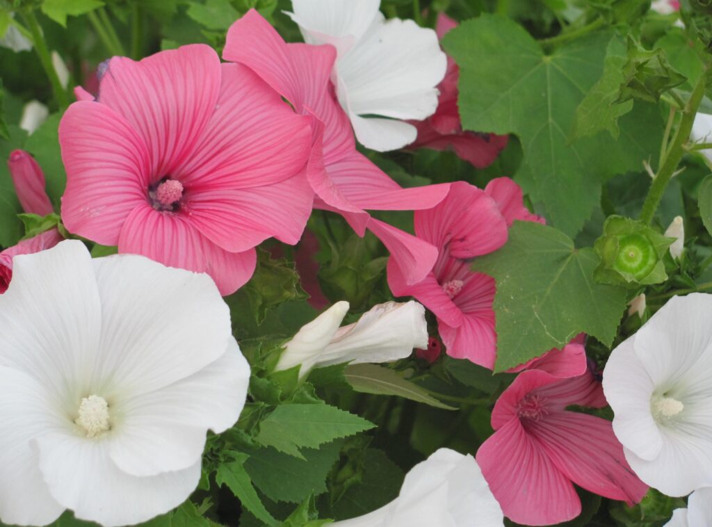 Blooming Lavatera Flowers Wallpaper: Bright Pink & White Floral Background