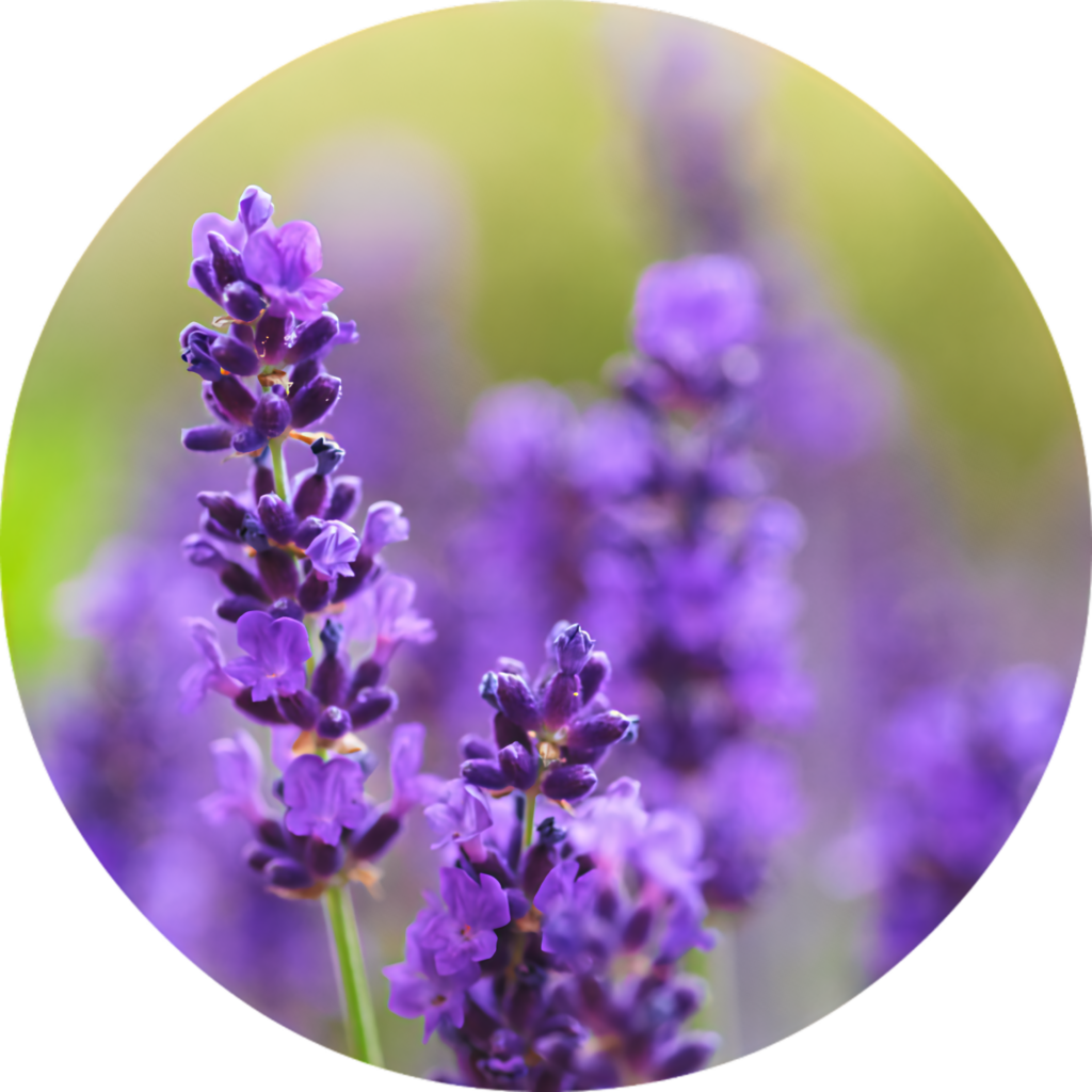 Vibrant Lavender Blooms Close-Up Wallpaper with Blurred Background