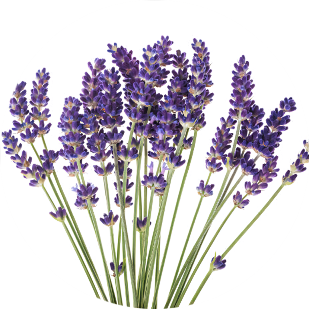 Vibrant Lavender Blooms Wallpaper on Clean White Background