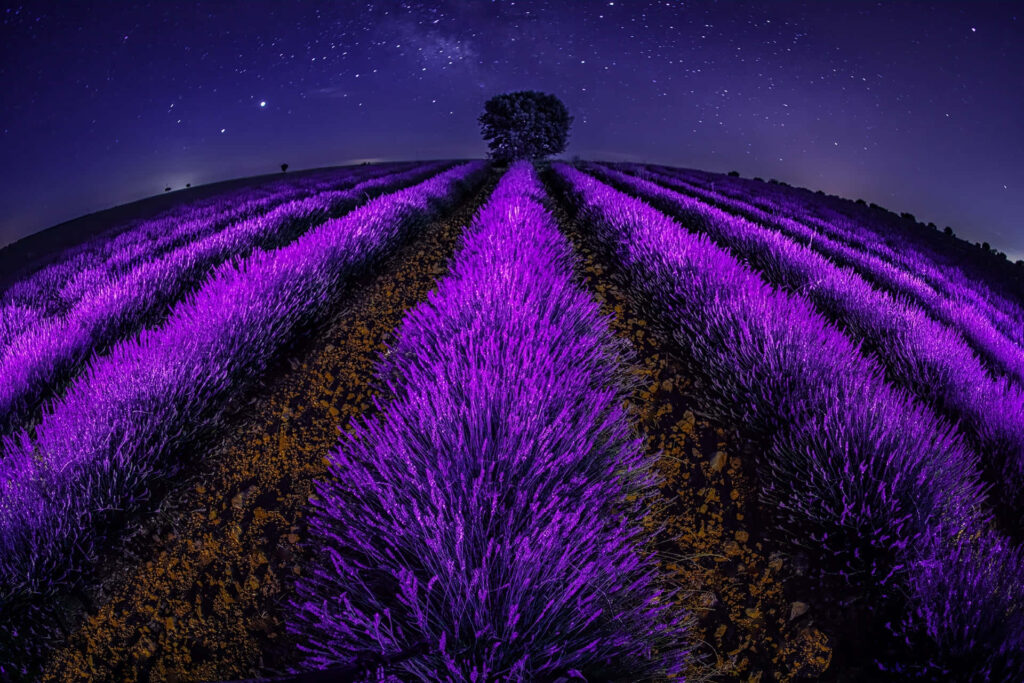 Vibrant Lavender Fields Under Starry Night Sky - Enchanting Background Wallpaper