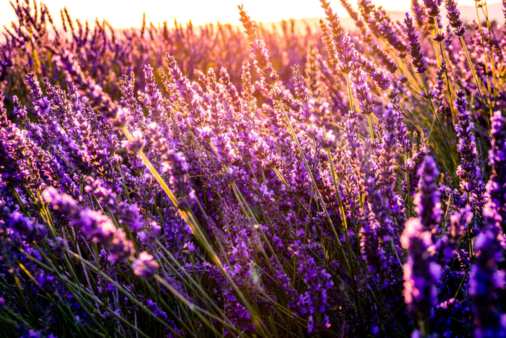 Serene Lavender Field Wallpaper at Sunset - Picturesque Background