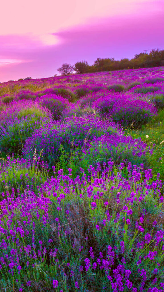Vibrant Lavender Field Under Pink Purple Sky - Serene Landscape Background Wallpaper