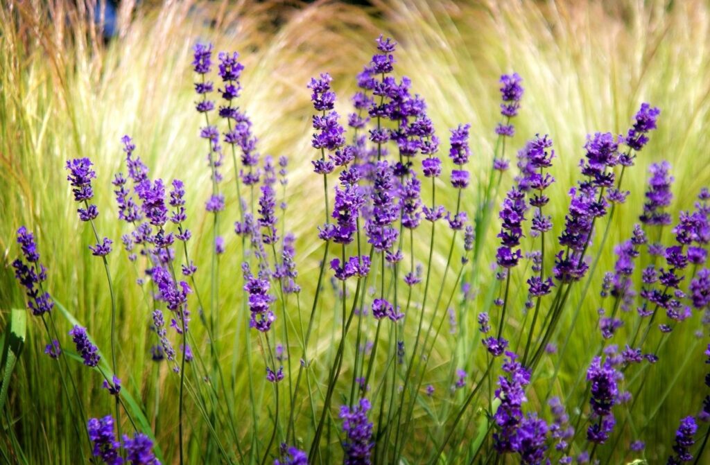 Vibrant Lavender Field Wallpaper: Serene Natural Beauty