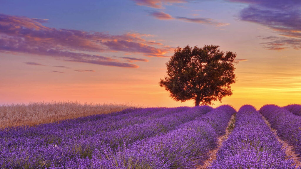 Vibrant Lavender Field Sunset Wallpaper: Serene Landscape Background