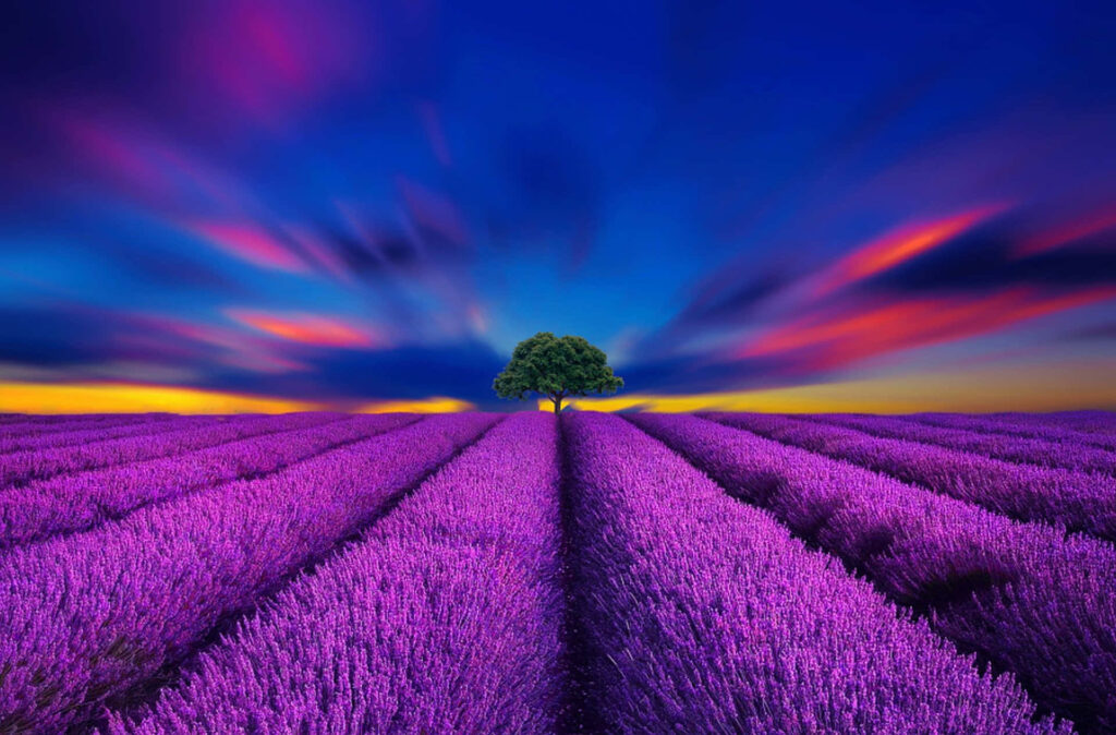 Vibrant Lavender Field: Lush Blooms and Majestic Tree at Twilight Wallpaper