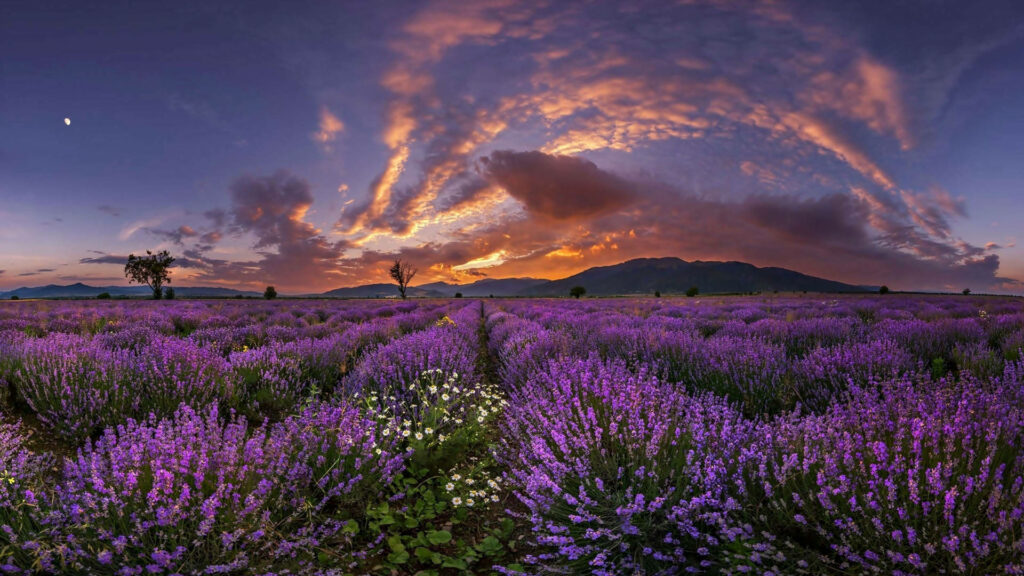 Breathtaking Lavender Fields at Sunset - Stunning Desktop Background Wallpaper