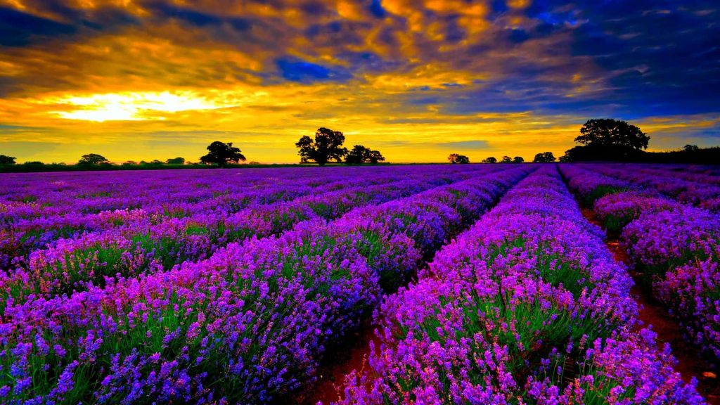 Vibrant lavender fields at sunset with purple blooms and golden sky desktop wallpaper background