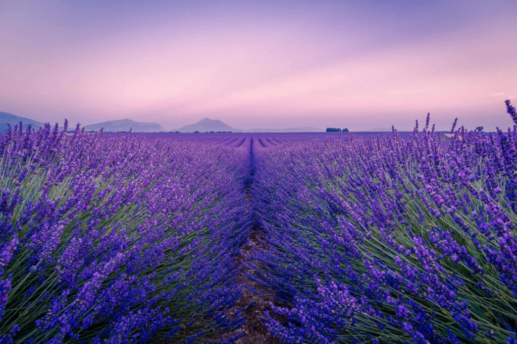 Serene Lavender Fields Under Pastel Sky - Summer Landscape Background Wallpaper