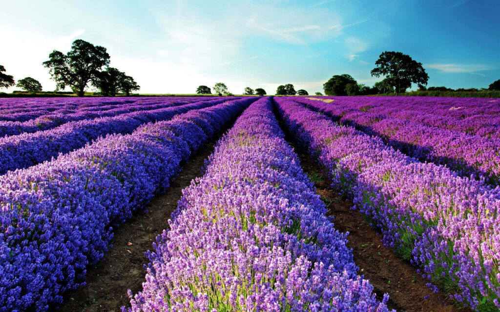 Stunning Lavender Fields Wallpaper: Serene Beauty Under Clear Sky