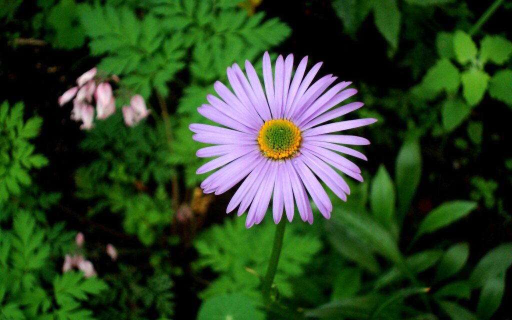 Vibrant Lavender Flower Wallpaper: Serene Green Nature Background