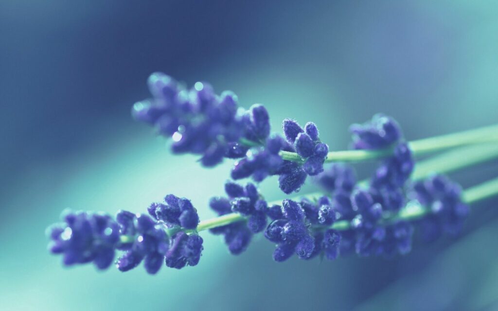 Vibrant Lavender Flowers Close-Up: Dreamy Nature Wallpaper