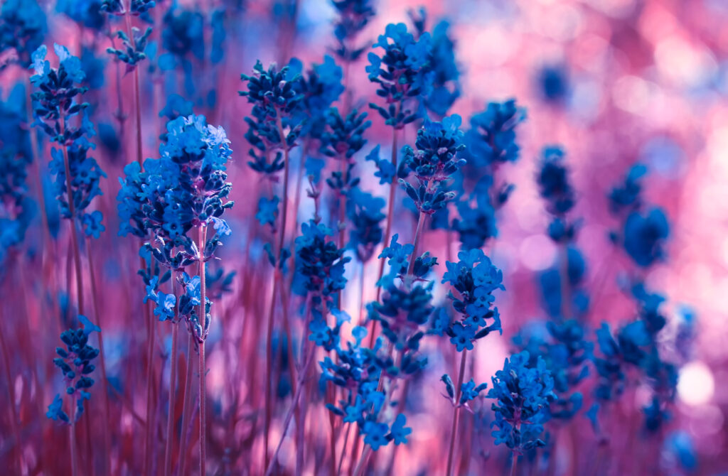 Stunning Lavender Flowers in Bloom: Vibrant Macro Background Wallpaper