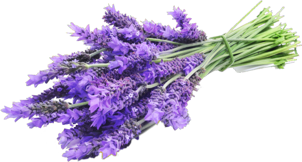 Vibrant Lavender Flower Wallpaper: Fresh Purple Background Beauty
