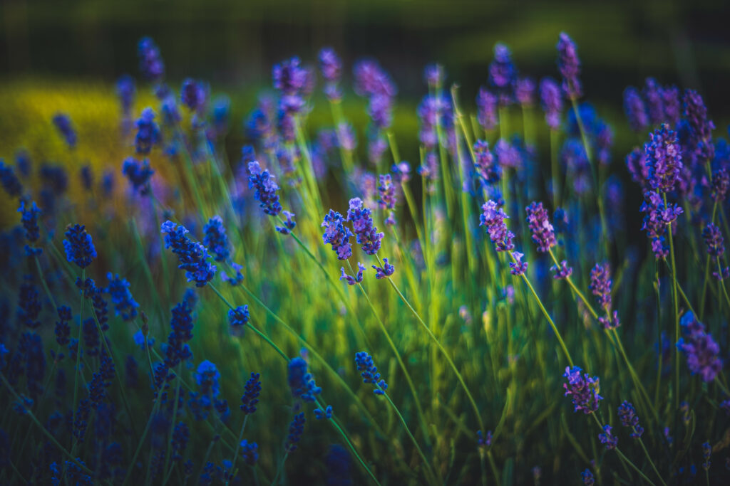 Vibrant Lavender Field Wallpaper: Springtime Beauty Background
