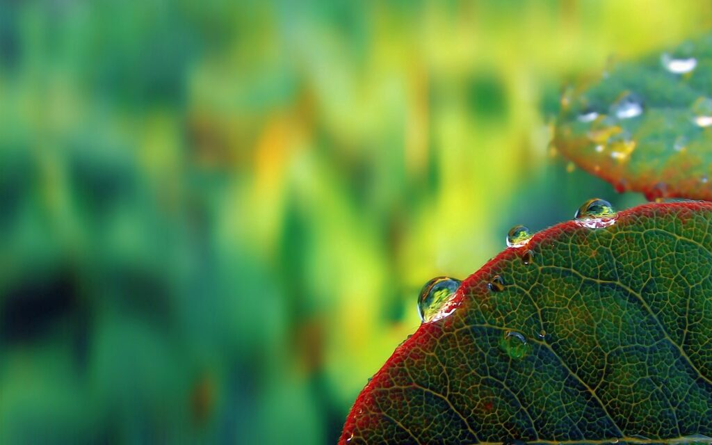 Vibrant Leaf Close-Up with Dew Drops - Beautiful Wallpaper Background