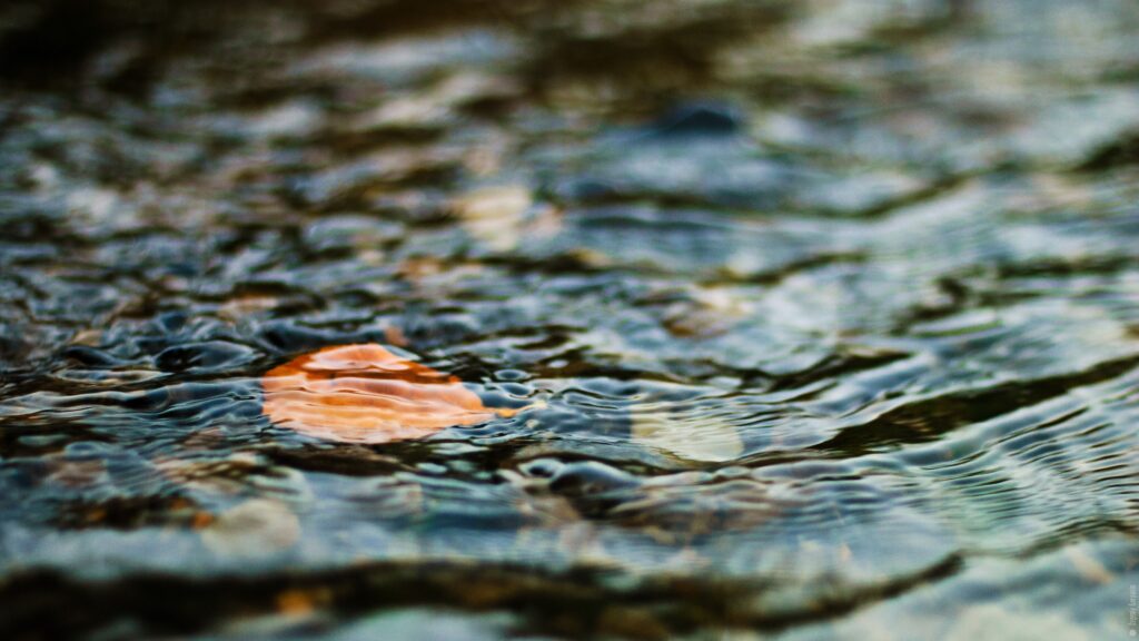 Vibrant leaf floating on clear water with gentle ripples serene nature wallpaper background