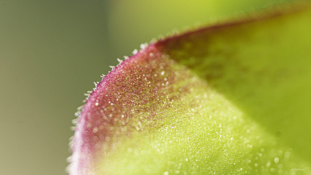 Vibrant Leaf Macro: Intricate Details & Soft Textures - Wallpaper