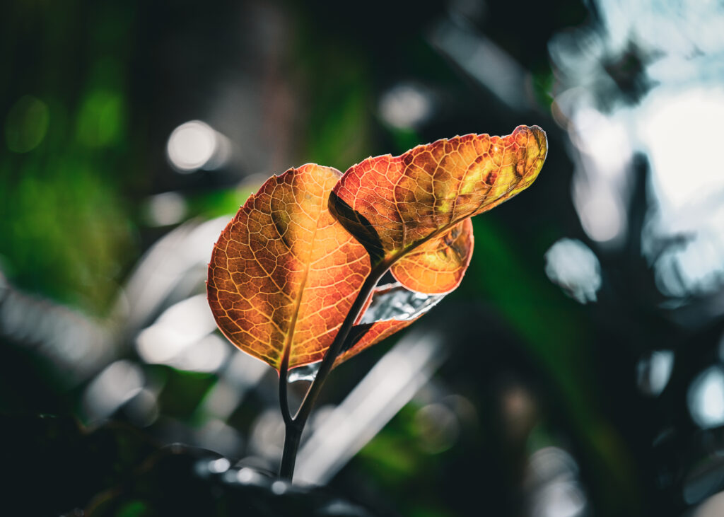 Intricate Veins of Vibrant Leaves - Macro Shot Wallpaper Background