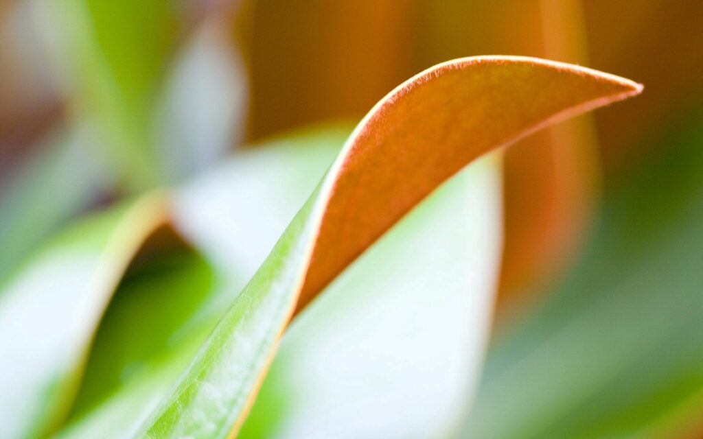 Vibrant Leaf Macro Photography: Soft Light & Smooth Texture Wallpaper