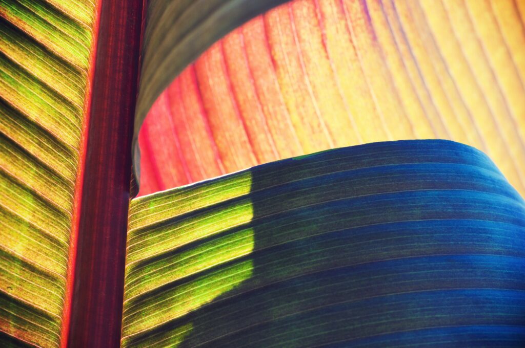 Vibrant Leaf Wallpaper: Macro View of Nature's Intricate Textures