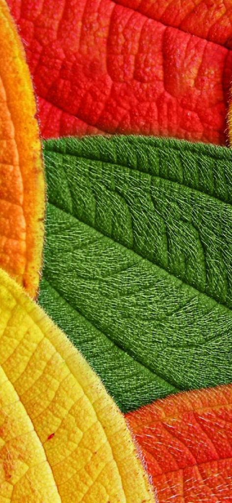 Vibrant Leaf Wallpaper: Close-Up Pattern in Rich Colors