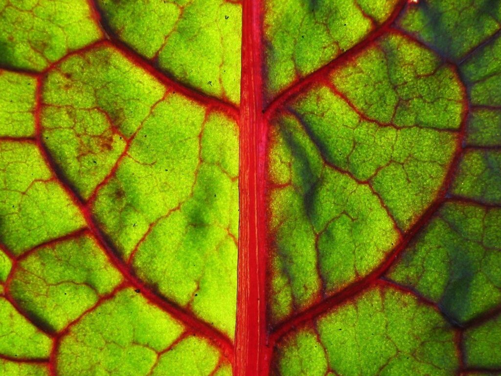 Vibrant Leaf Wallpaper: Close-Up of Intricate Vein Patterns