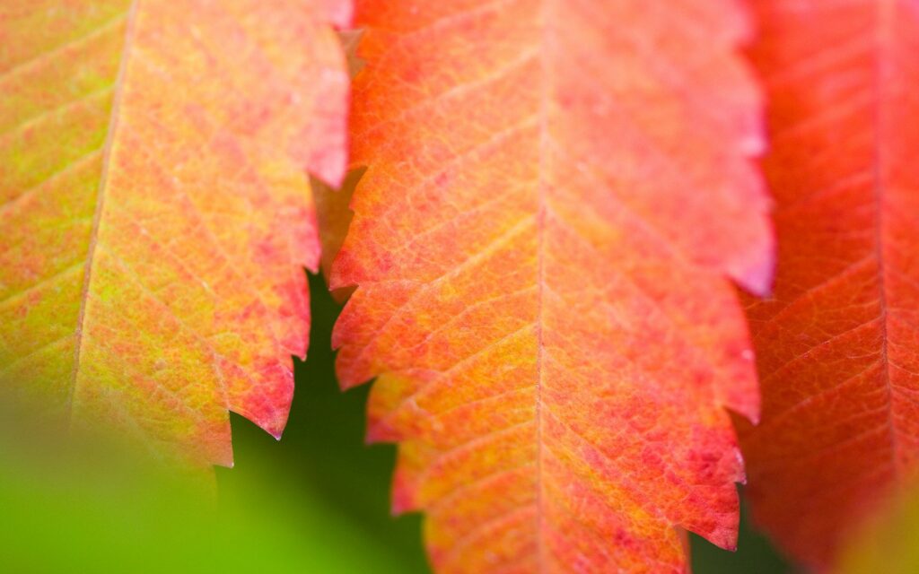 Vibrant Leaf Wallpaper: Warm Orange, Red & Green Natural Beauty