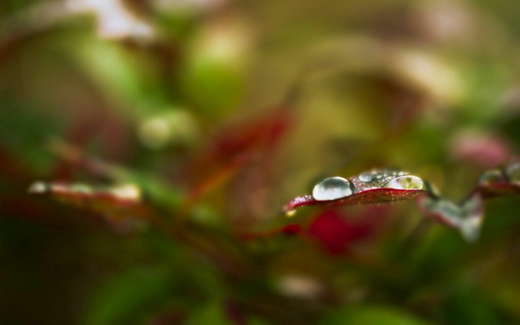 Vibrant Leaf with Dewdrop Close-Up Wallpaper Background