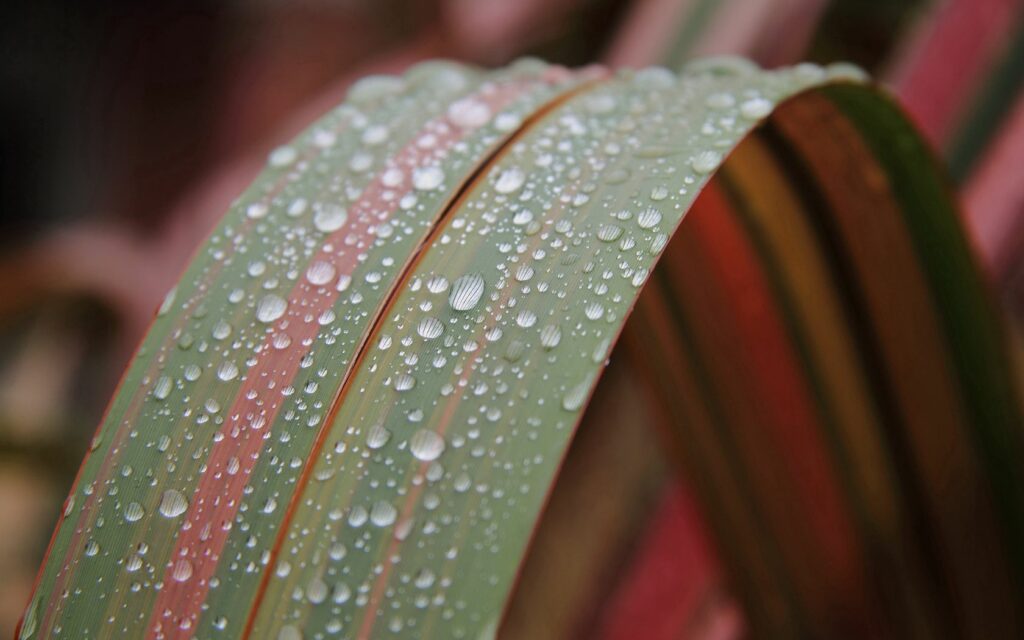 Vibrant Leaf with Dew Drops - Nature's Intricate Beauty Wallpaper