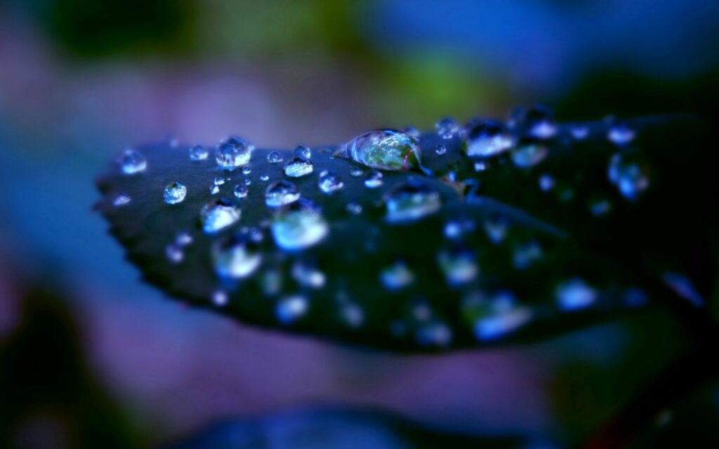 Vibrant Dew-Drops on Leaf: Serene Nature Wallpaper Background