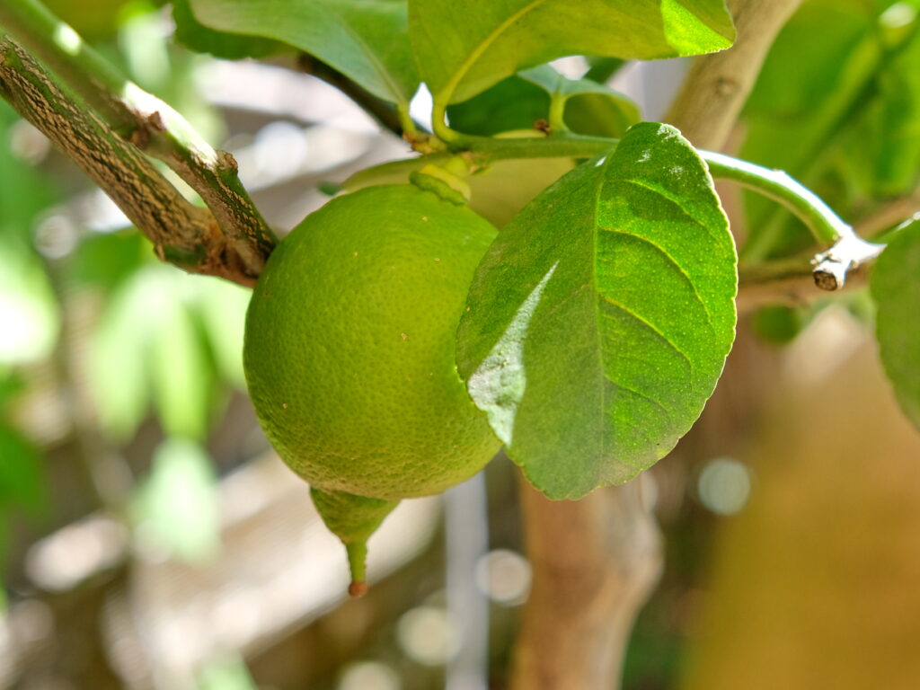 Vibrant Lemon Macro Wallpaper with Lush Green Leaves Background