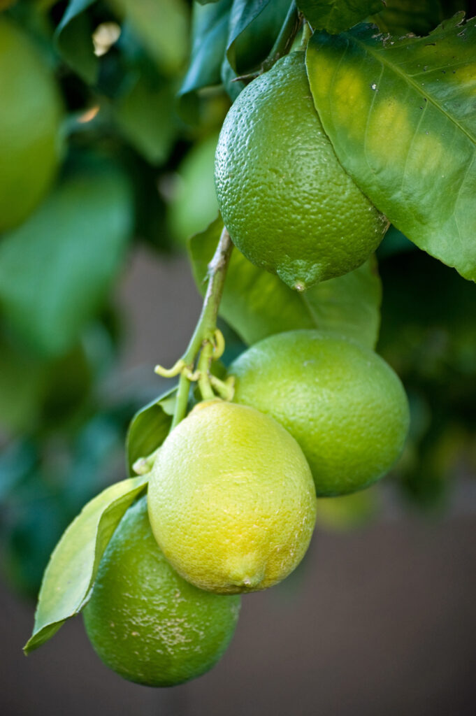 Vibrant Lemon Macro Wallpaper: Lush Green Background Delight