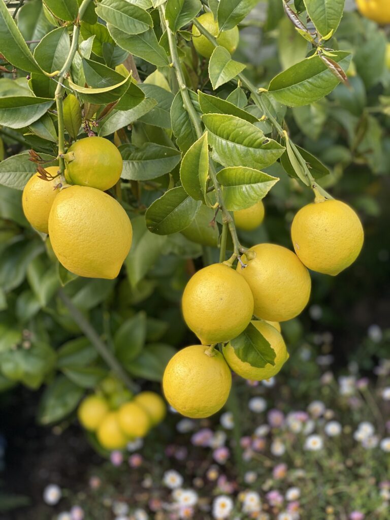 Vibrant Lemon Wallpaper: Fresh Lemons & Lush Green Leaves Macro