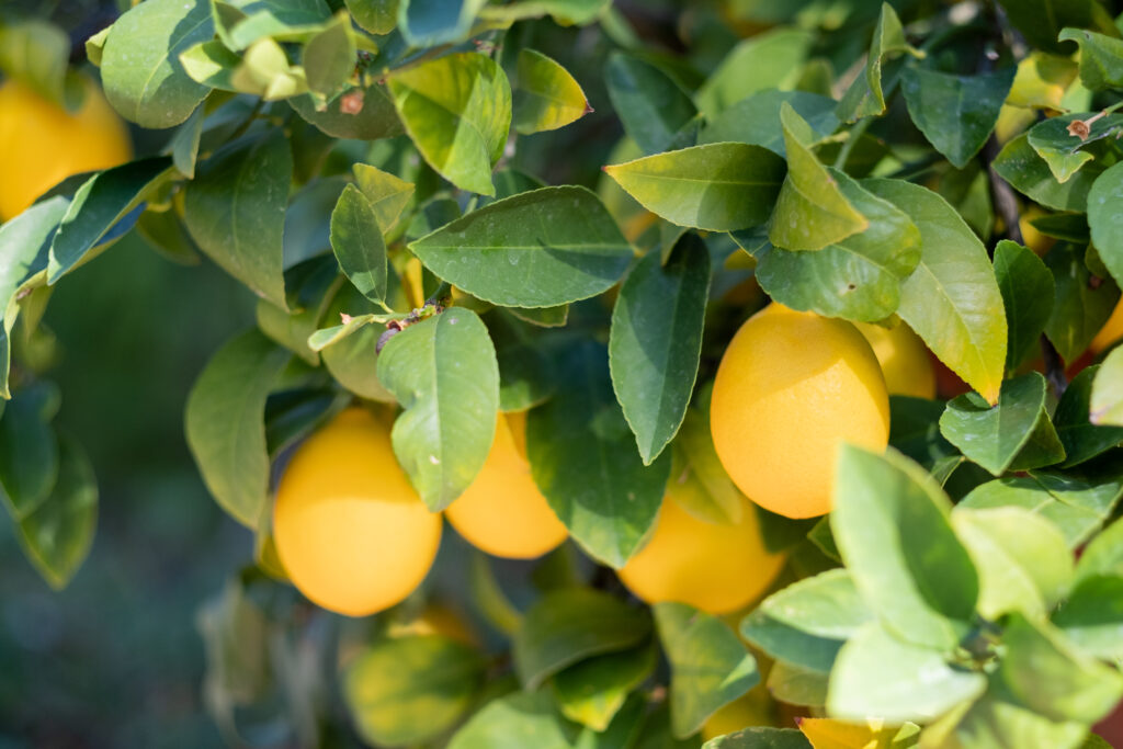 Vibrant Lemon Wallpaper: Fresh Yellow Lemons and Green Leaves