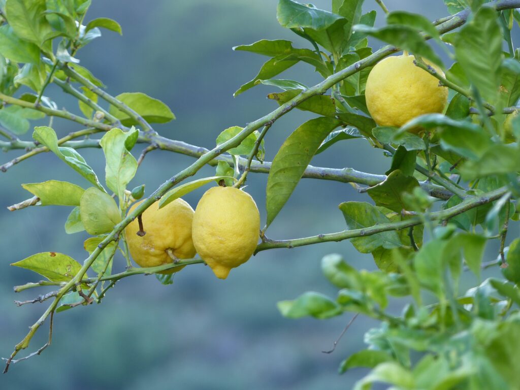 Vibrant Lemon Wallpaper on Lush Green Tree - Serene Background