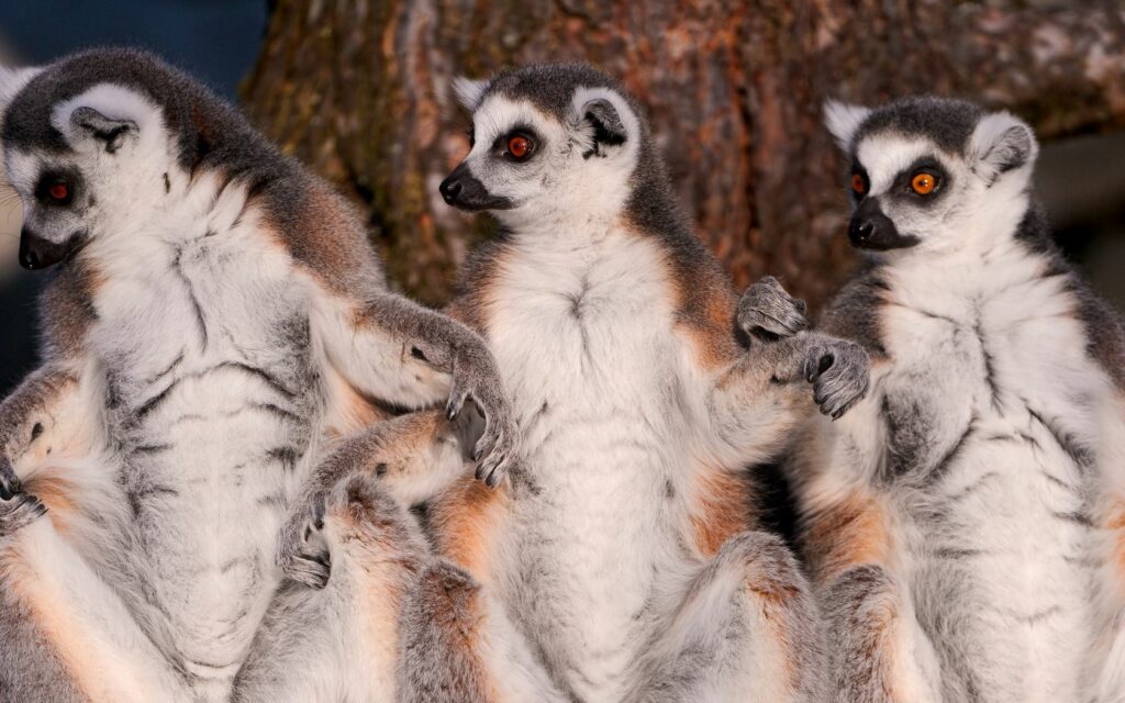 Close-Up of Lemurs: Captivating Ringed Tails & Expressive Faces Wallpaper