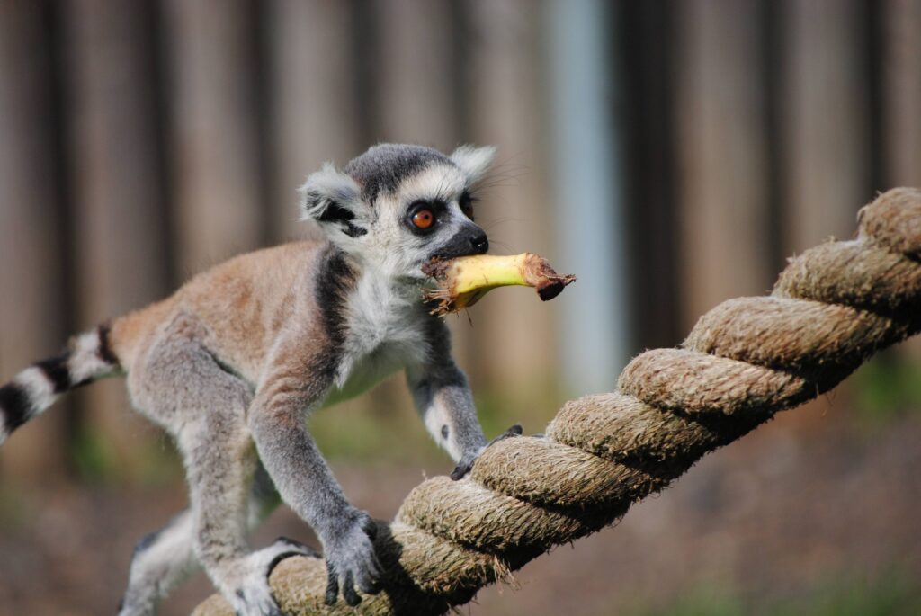 Vibrant Lemur on Rope with Food - Agile Nature Wallpaper