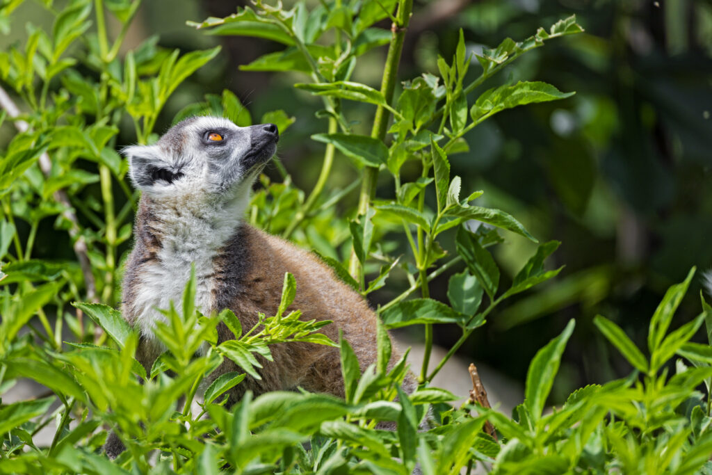 Lemur in Profile: Vibrant Green Grass and Foliage Wallpaper