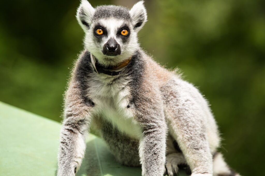 Lemur Wallpaper: Vibrant Eyes & Distinct Fur on Blurred Green