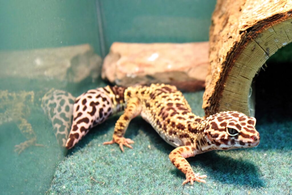 Vibrant Leopard Gecko with striking patterned skin exploring naturalistic aquarium habitat background Wallpaper