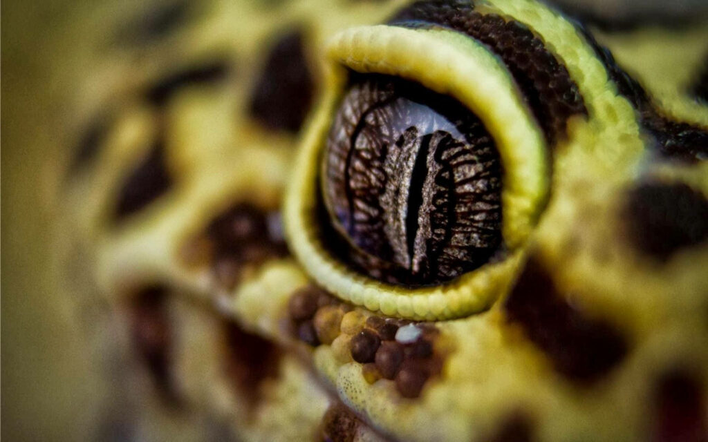 Vibrant Leopard Gecko Eye Wallpaper - Intricate Patterns & Colors