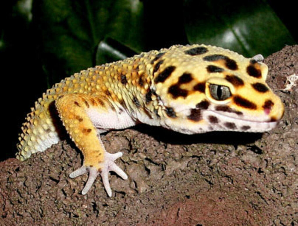 Vibrant Leopard Gecko Climbing Textured Rock - Stunning Wallpaper