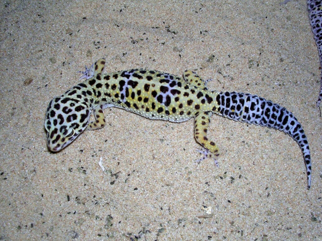 Vibrant Leopard Gecko Wallpaper on Sandy Background - Captivating Scene
