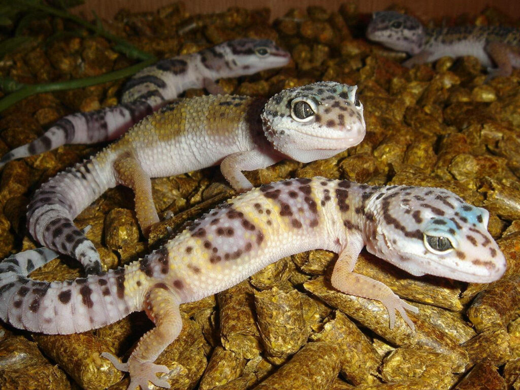 Colorful Baby Leopard Geckos on Textured Background - Reptile Art Wallpaper