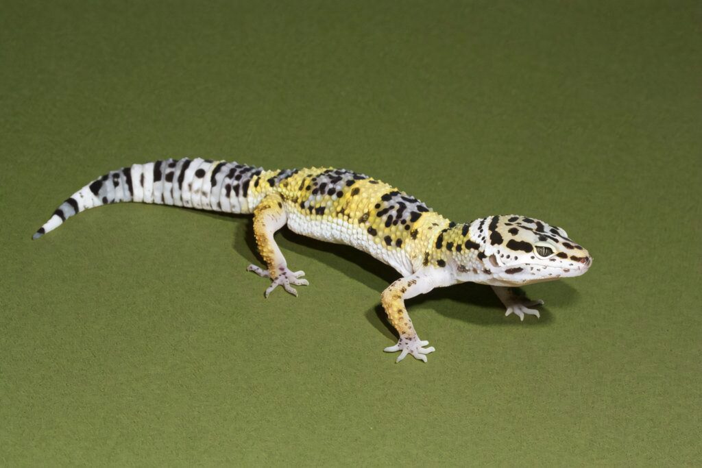 Leopard gecko with vivid yellow black and white markings on smooth green background wallpaper